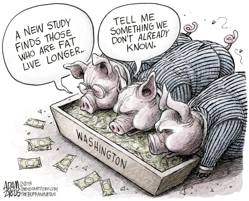 Washington Pigs